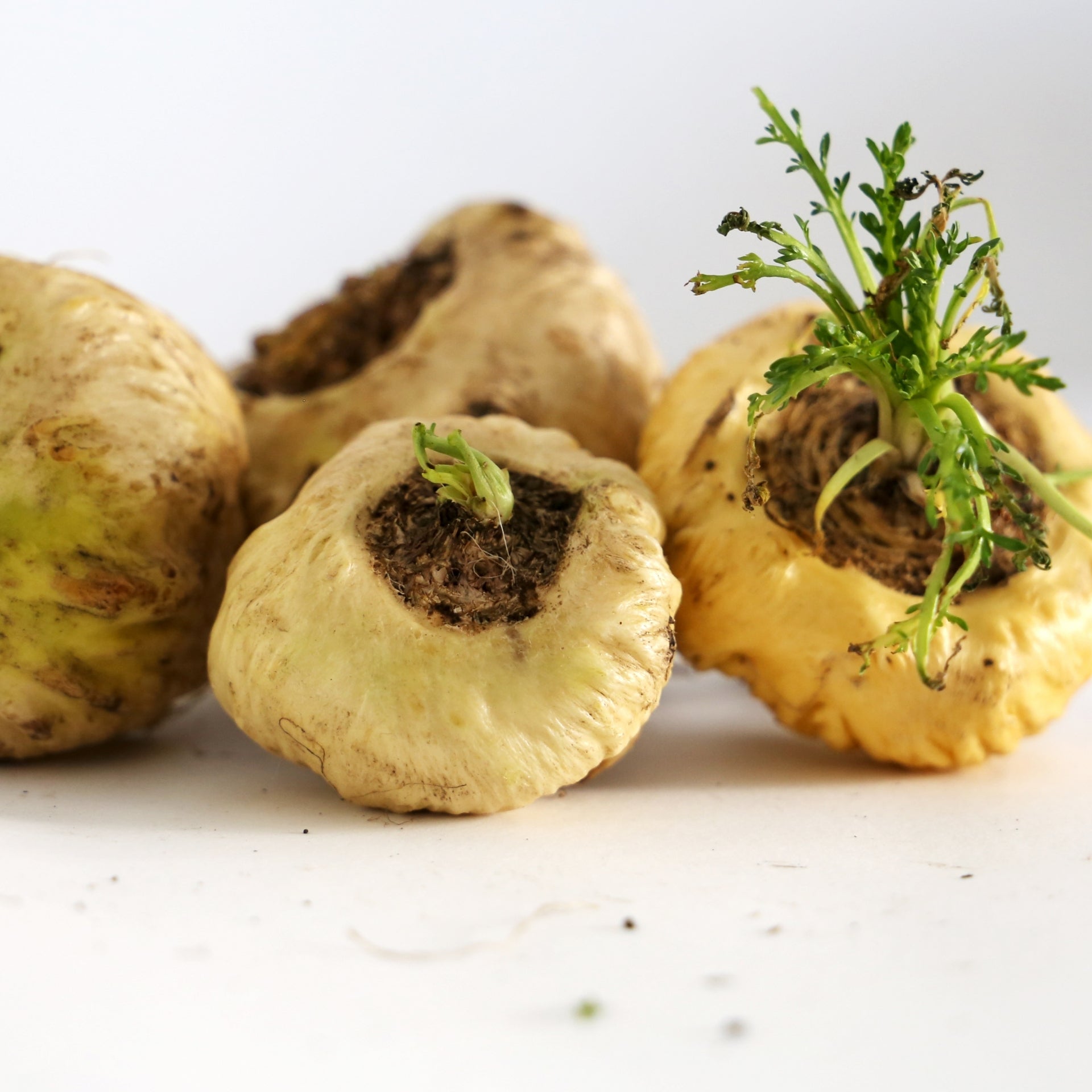 Sailwell-maca-root