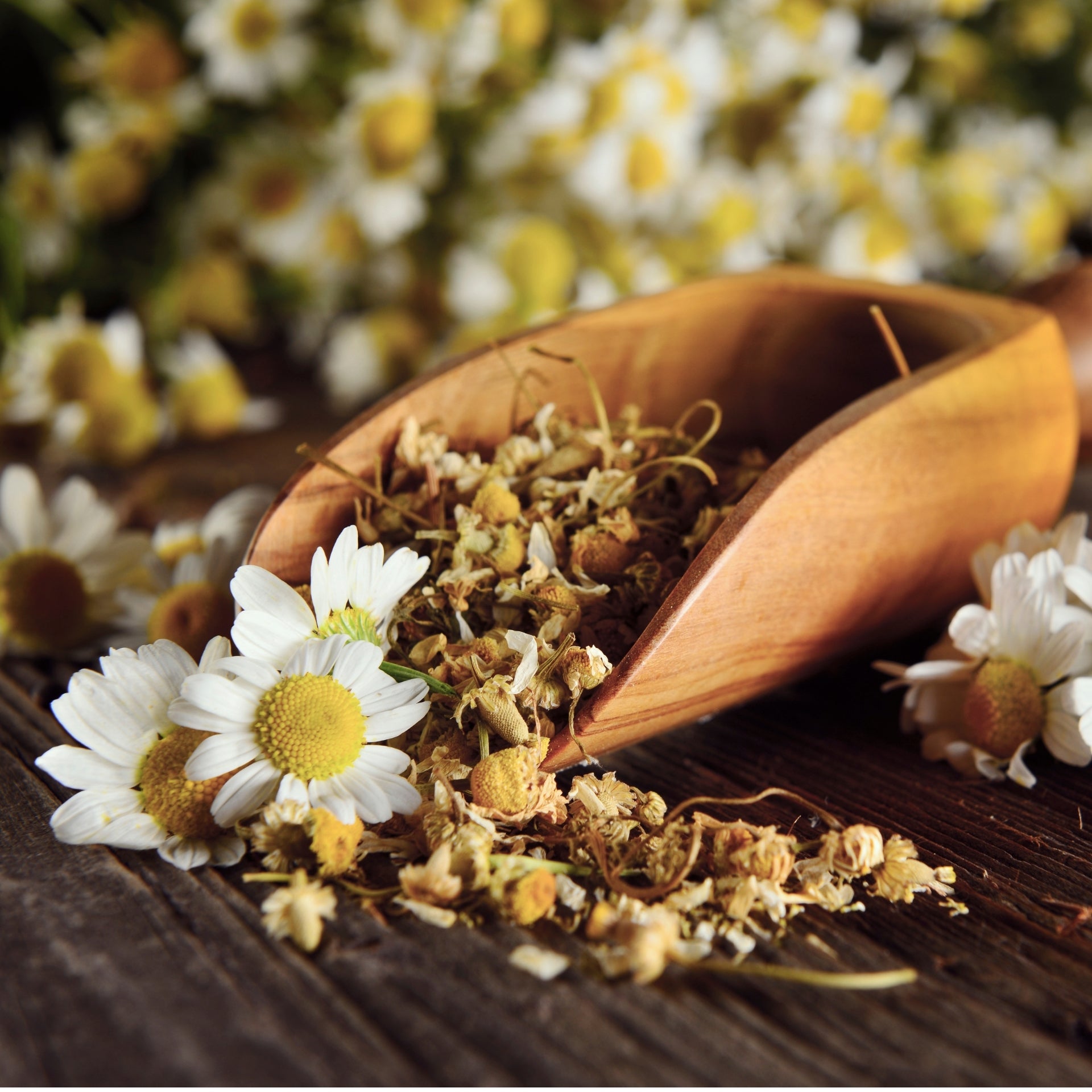sailwell-chamomile-flower-leaves